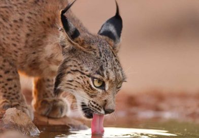 Hepatitis E virus in the endangered Iberian lynx (Lynx pardinus)