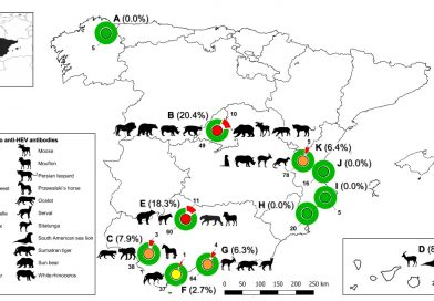 Monitoring of hepatitis E virus in zoo animals from Spain, 2007–2021