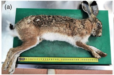 Pathological changes and viral antigen distribution in tissues of Iberian hare (Lepus granatensis) naturally infected with the emerging recombinant myxoma virus (ha-MYXV)