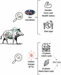 Exploring the potential links between gut microbiota composition and natural populations management in wild boar (Sus scrofa)