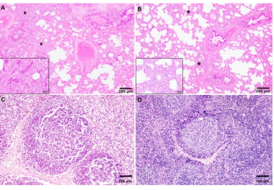 Nonspecific protection of heat-inactivated Mycobacterium bovis against Salmonella Choleraesuis infection in pigs