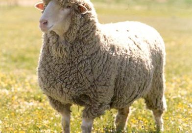 Seroepidemiology of tuberculosis in sheep in southern Spain