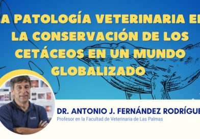 Seminario «La patología veterinaria en la conservación de los cetáceos en un mundo globalizado»