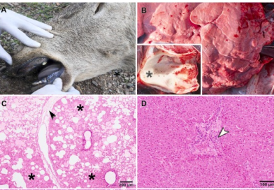 Emergence of epizootic hemorrhagic disease in red deer (Cervus elaphus), Spain, 2022