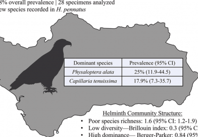 Study of the helminth fauna in booted eagle (Hieraaetus pennatus) in the South of Spain