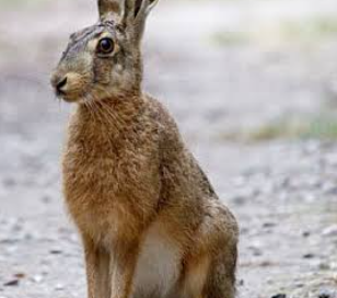 Predicting myxomatosis distribution in Iberian hares (Lepus granatensis) through active surveillance